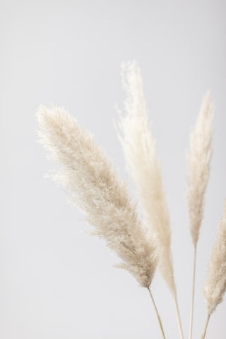 Pampas Grass Grey 08 - Wall Art - By Studio III- Gallery Art Company