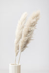 Pampas Grass Grey 11 - Wall Art - By 1x Studio III- Gallery Art Company