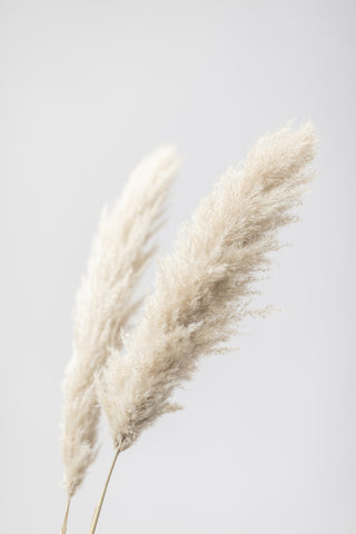 Pampas Grass Grey 13 - Wall Art - By Studio III- Gallery Art Company