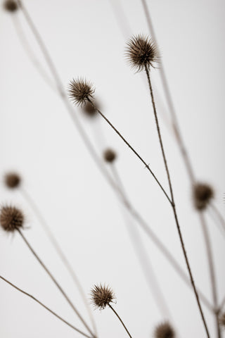 Thistle Grey 05 - Wall Art - By Studio III- Gallery Art Company