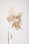 Reed Grass Grey 02 - Wall Art - By Studio III- Gallery Art Company