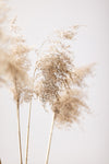 Reed Grass Grey 09 - Wall Art - By Studio III- Gallery Art Company