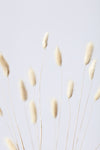 Bunny Grass No 3 - Wall Art - By Studio III- Gallery Art Company