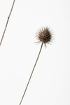 Thistle Grey 08 - Wall Art - By Studio III- Gallery Art Company