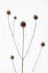 Thistle Grey 09 - Wall Art - By Studio III- Gallery Art Company