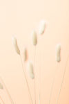 Bunny Grass Peach 06 - Wall Art - By Studio III- Gallery Art Company