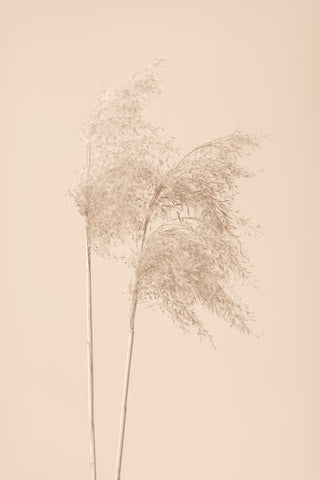 Reed Grass Beige 02 - Wall Art - By Studio III- Gallery Art Company