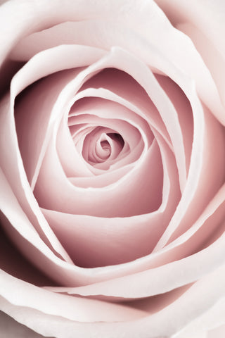 Pink Rose No 1 - Wall Art - By 1x Studio III- Gallery Art Company