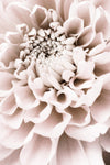 Chrysanthemum No 01 - Wall Art - By 1x Studio III- Gallery Art Company