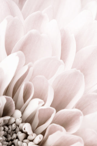 Chrysanthemum No 03 - Wall Art - By Studio III- Gallery Art Company