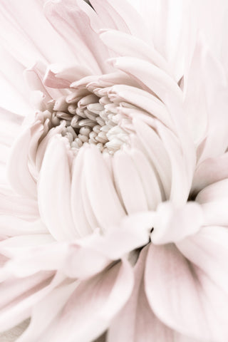 Chrysanthemum No 05 - Wall Art - By Studio III- Gallery Art Company