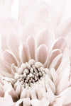 Chrysanthemum No 06 - Wall Art - By Studio III- Gallery Art Company