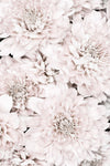 Chrysanthemum No 07 - Wall Art - By 1x Studio III- Gallery Art Company