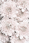 Chrysanthemum No 09 - Wall Art - By Studio III- Gallery Art Company