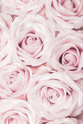 Pink Roses No 02 - Wall Art - By 1x Studio III- Gallery Art Company