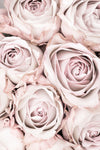 Pink Roses No 01 - Wall Art - By 1x Studio III- Gallery Art Company