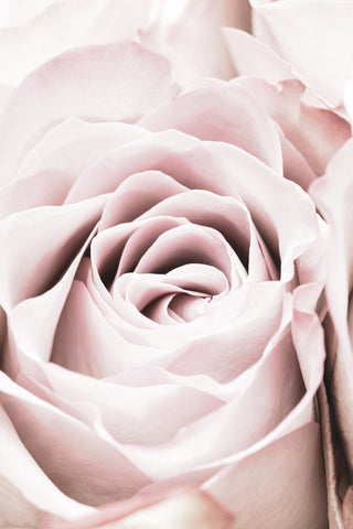 Pink Rose No 06 - Wall Art - By 1x Studio III- Gallery Art Company