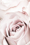 Pink Rose No 05 - Wall Art - By 1x Studio III- Gallery Art Company