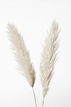 Pampas White - Wall Art - By 1x Studio III- Gallery Art Company