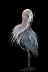 The Elegant Great Blue Heron - Wall Art - By Linda D Lester- Gallery Art Company