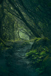 Entering Fangorn - Wall Art - By Javier de la- Gallery Art Company