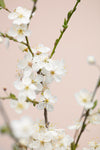 Cherry tree flowers - Wall Art - By Studio III- Gallery Art Company