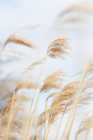 Grass Reed and sky_2 - Wall Art - By Studio III- Gallery Art Company
