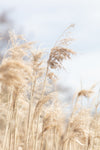 Grass Reed and sky_3 - Wall Art - By Studio III- Gallery Art Company