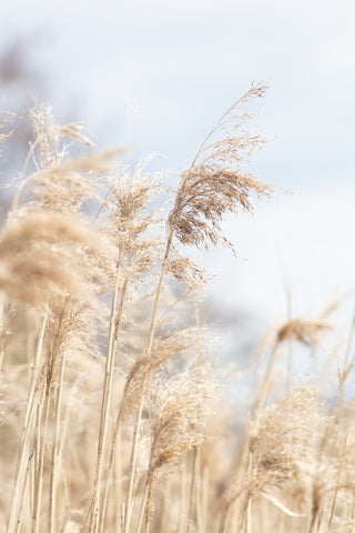 Grass Reed and sky_3 - Wall Art - By Studio III- Gallery Art Company