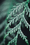 Conifer twig - Wall Art - By Studio III- Gallery Art Company