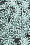 Plant - Wall Art - By Studio III- Gallery Art Company