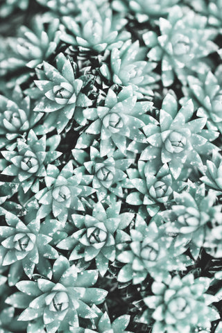 Plant - Wall Art - By Studio III- Gallery Art Company