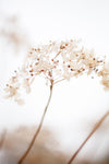 Soft dried flower_brown - Wall Art - By Studio III- Gallery Art Company