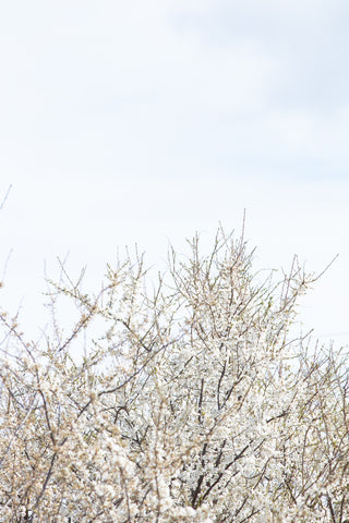 Cherry tree_1 - Wall Art - By Studio III- Gallery Art Company