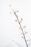 Twig with small flowers - Wall Art - By Studio III- Gallery Art Company