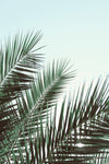 Palm leaves| sky_1 - Wall Art - By Studio III- Gallery Art Company