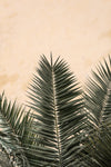 Palm leaves and wall_1 - Wall Art - By Studio III- Gallery Art Company