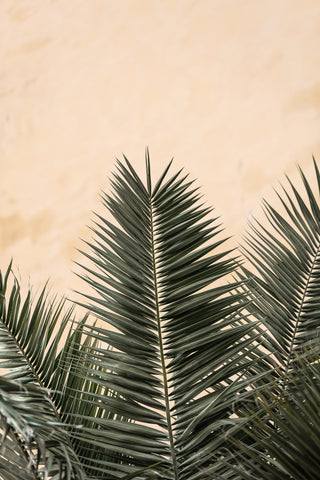 Palm leaves and wall_1 - Wall Art - By Studio III- Gallery Art Company