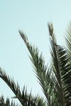 Palm leaves and sky_2 - Wall Art - By Studio III- Gallery Art Company