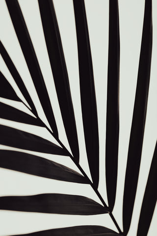 Graphic palm leaf_1 - Wall Art - By Studio III- Gallery Art Company