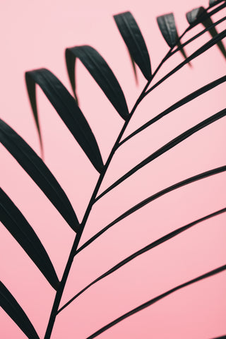 Graphic palm leaf_2 - Wall Art - By Studio III- Gallery Art Company