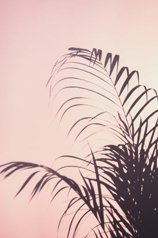 Palm Leaves_1 - Wall Art - By Studio III- Gallery Art Company