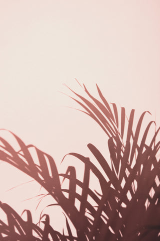 Palm leaves_2 - Wall Art - By Studio III- Gallery Art Company