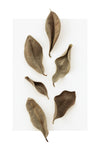 Dried Leaves_1 - Wall Art - By Studio III- Gallery Art Company