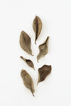 Dried Leaves_2 - Wall Art - By Studio III- Gallery Art Company