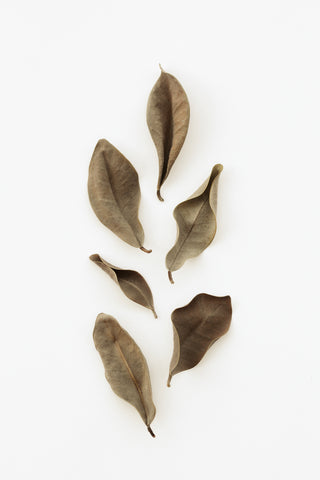 Dried Leaves_2 - Wall Art - By Studio III- Gallery Art Company