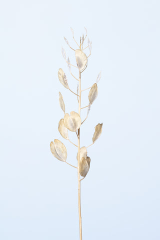 Solitary dried plant_light blue - Wall Art - By Studio III- Gallery Art Company