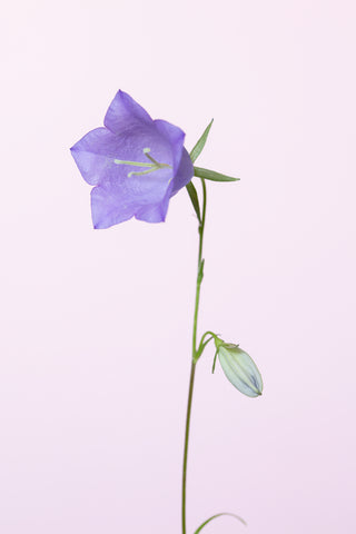 Bluebell_pink background - Wall Art - By Studio III- Gallery Art Company