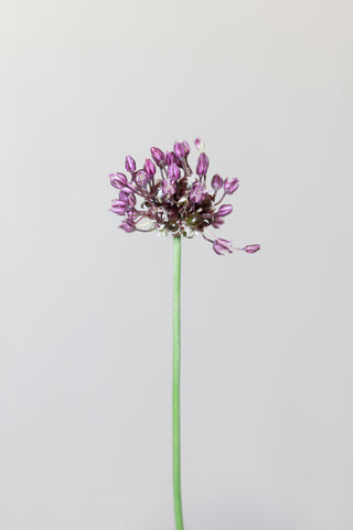 Chive flower - Wall Art - By Studio III- Gallery Art Company