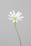 Small white flower_1 - Wall Art - By Studio III- Gallery Art Company